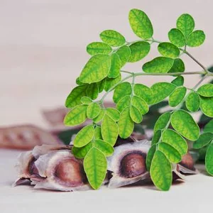 MORINGA ESSENTIAL OIL